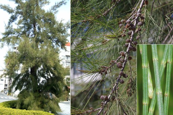 トキワギョリュウ