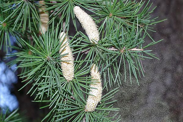 若い雄花をつけたヒマラヤスギ