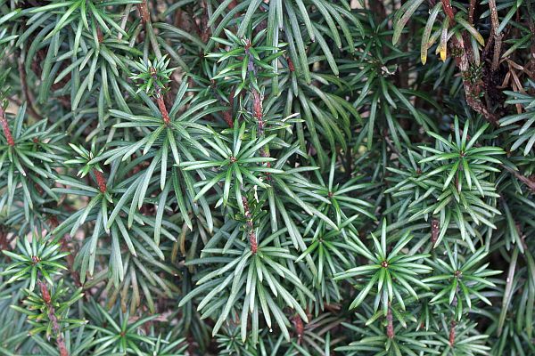 チョウセンマキ