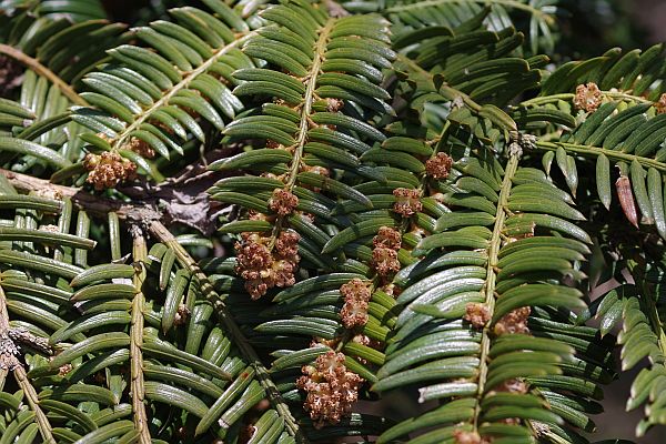イヌガヤ雄花序