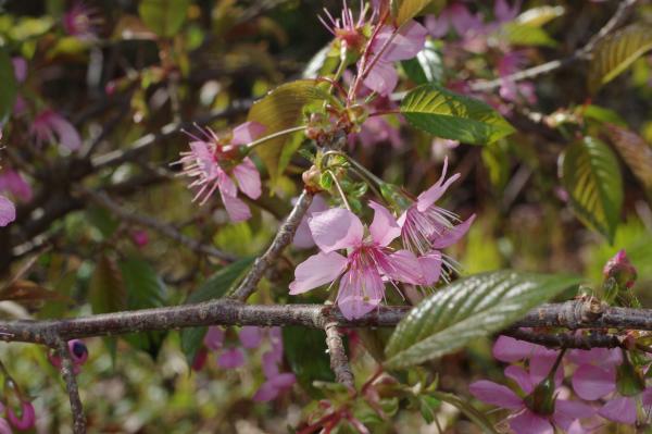 ヒマラヤザクラ