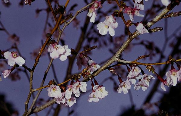 キンキマメザクラ