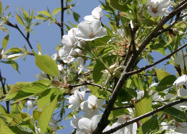 オオシマザクラ