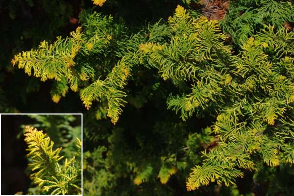 オウゴンクジャクヒバ