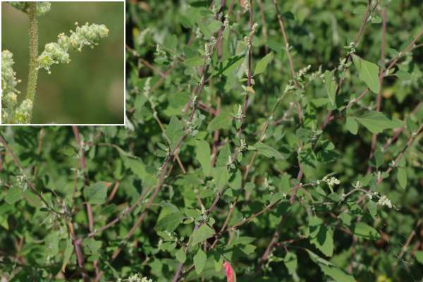 ウラジロアカザ