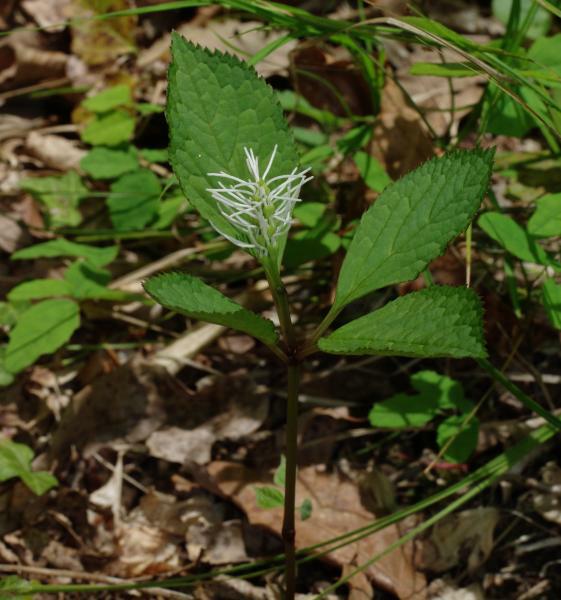 キビヒトリシズカ