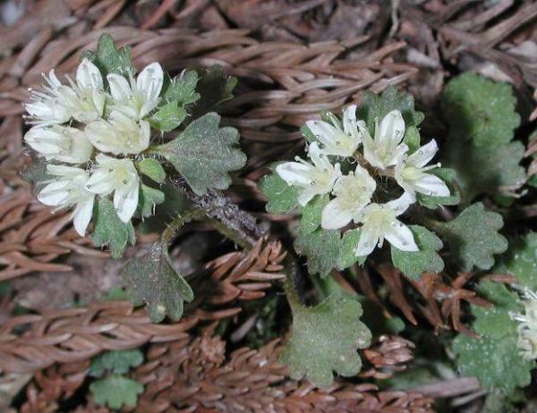 シロバナネコノメソウ