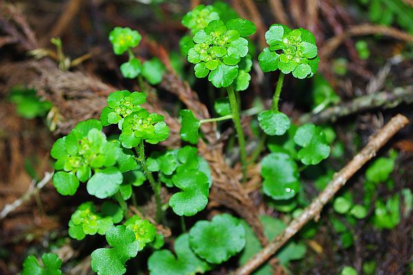 ヤマネコノメソウ