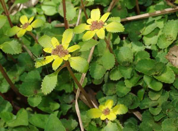 ボタンネコノメソウ