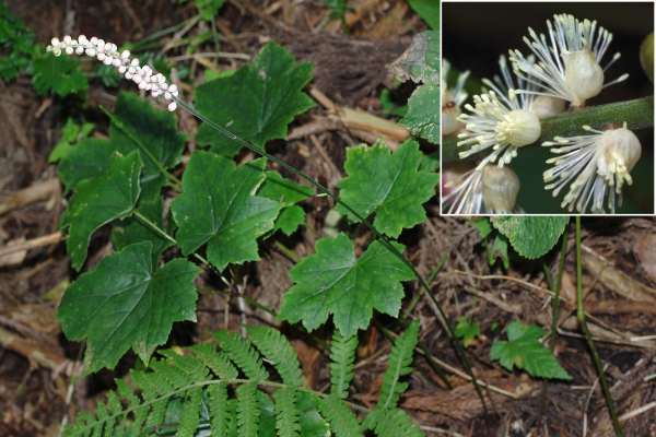 オオバショウマ