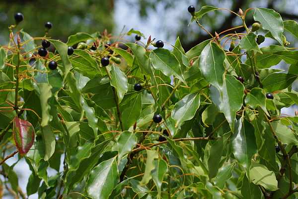 果実をつけたクスノキ
