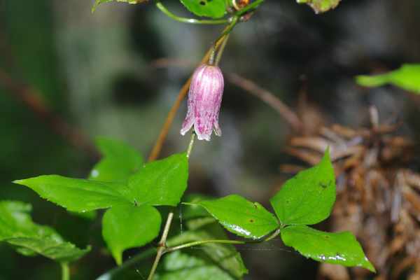 ハンショウヅル