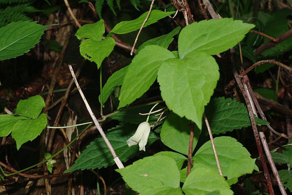 トリガタハンショウヅル