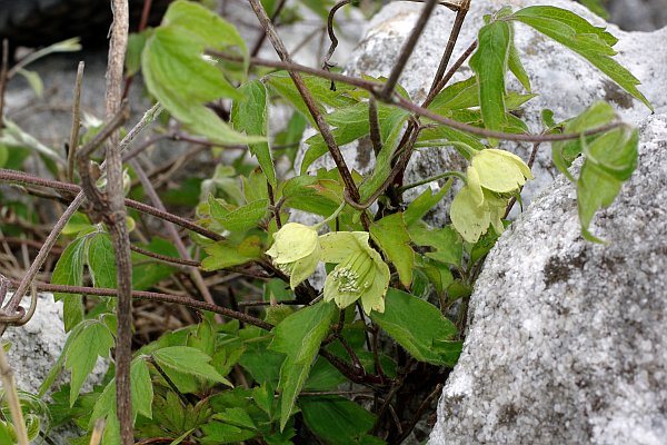 シロバナハンショウヅル