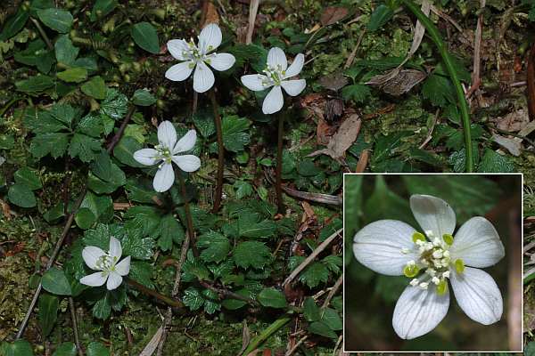 バイカオウレン