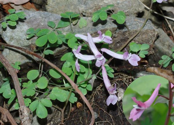 ジロボウエンゴサク