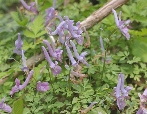 ヤマエンゴサク