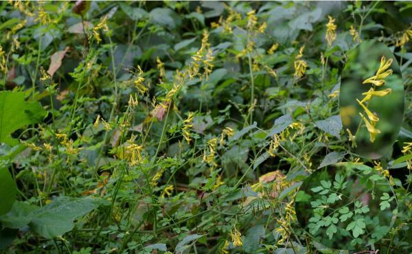 ナガミノツルケマン