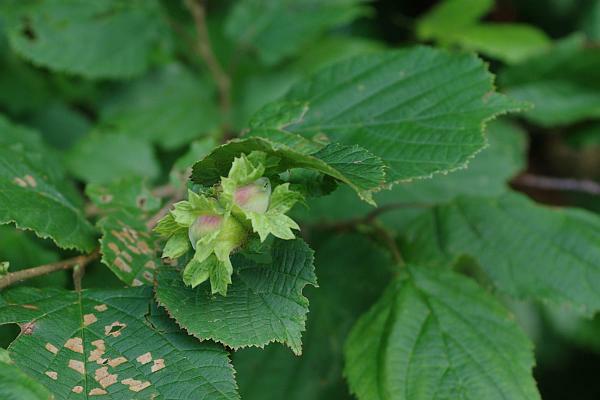 ハシバミの果実