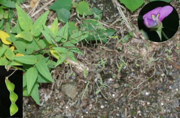 アレチヌスビトハギ