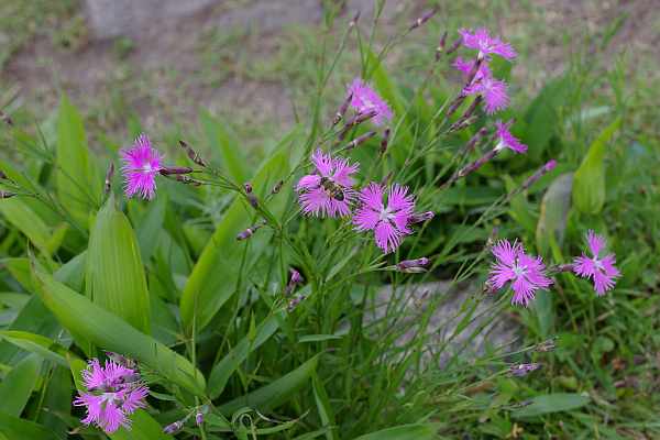 カワラナデシコの花