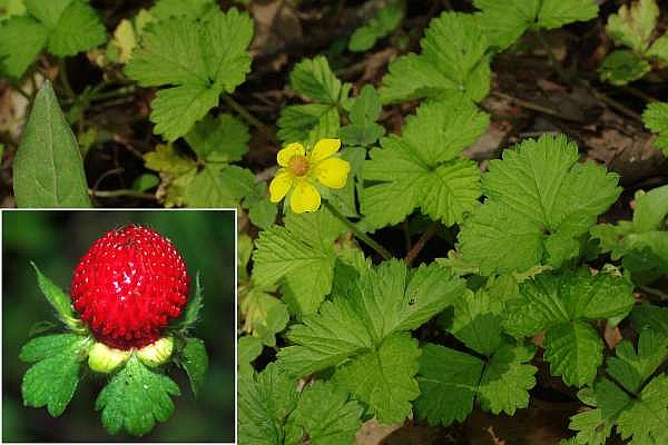 ヤブヘビイチゴ