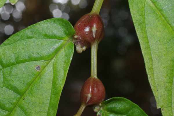 ウワバミソウの茎にできる「むかご」