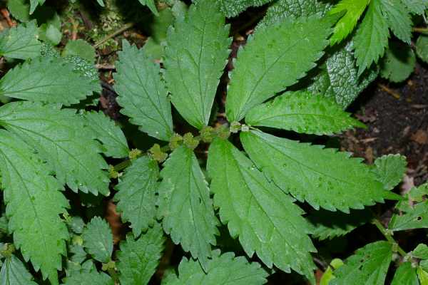 ヤマトキホコリ