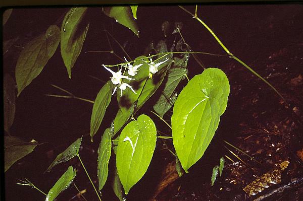 トキワイカリソウ