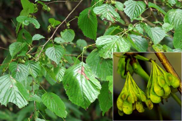 フサザクラの果実