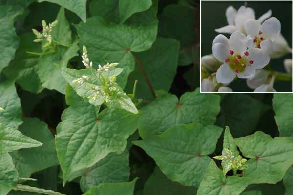 シャクチリソバの花