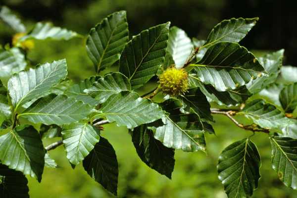 ブナの果実（殻斗果）