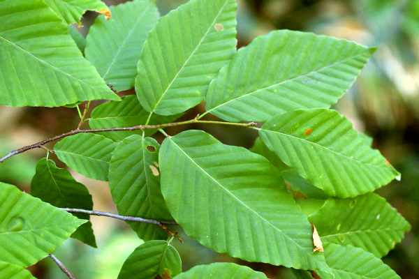 イヌブナの葉