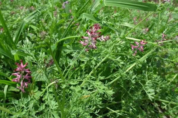 カラクサケマン