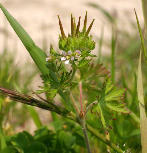 アメリカフウロ
