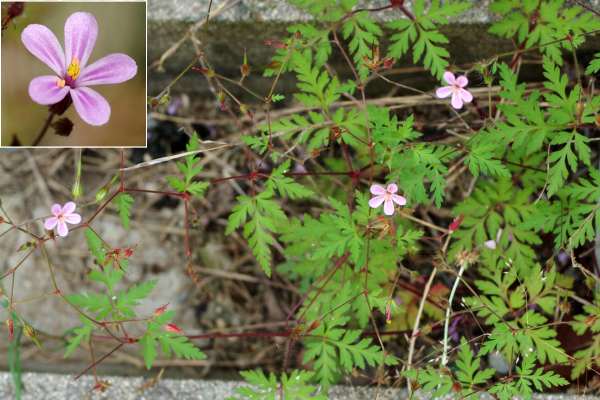 ヒメフウロの外来品