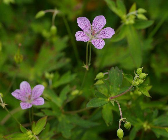 ビッチュウフウロ