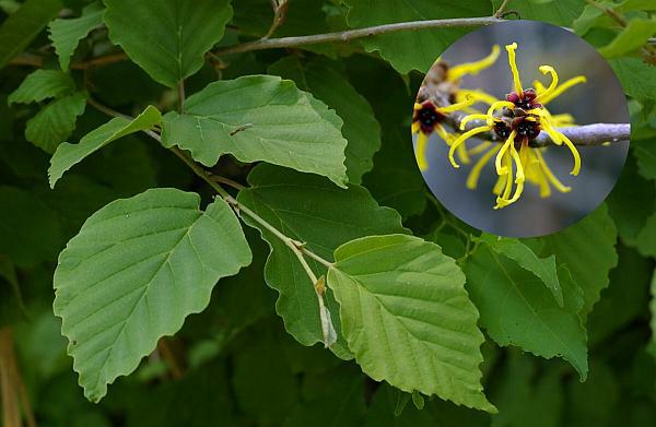 アテツマンサク