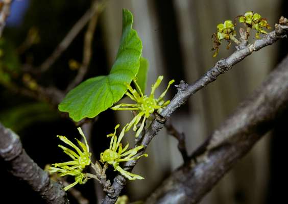 アメリカマンサク