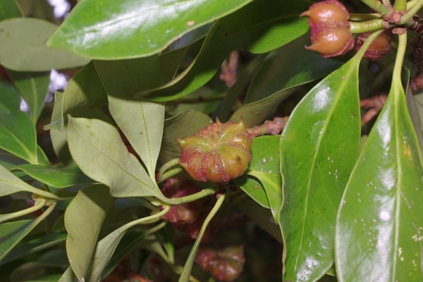 シキミの果実