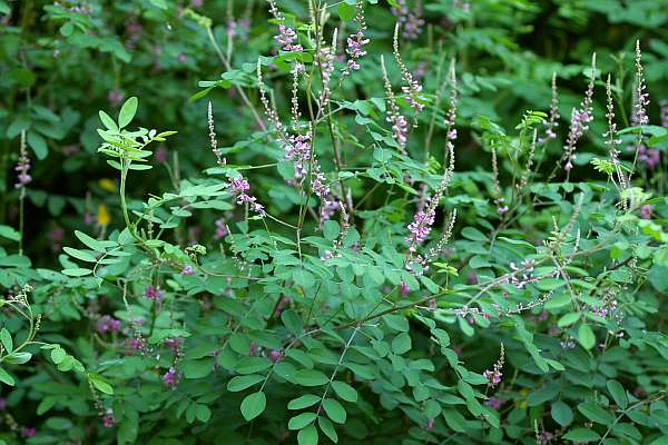 トウコマツナギ