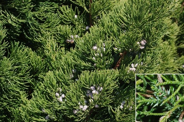 カイヅカイブキの葉