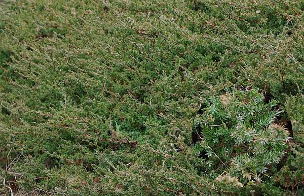 ハイビャクシン