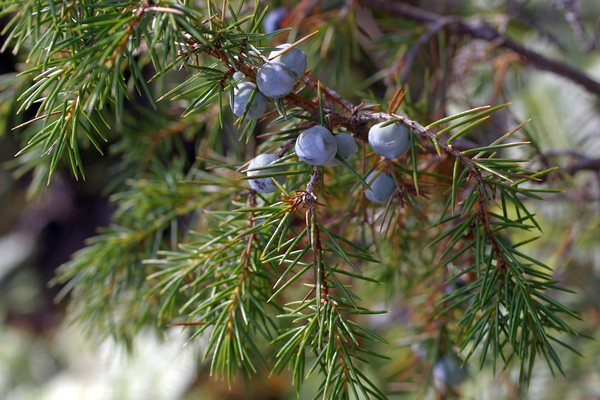 果実を着けたネズミサシ