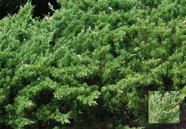 ミヤマビャクシン