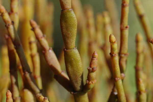 ヒノキバヤドリギ