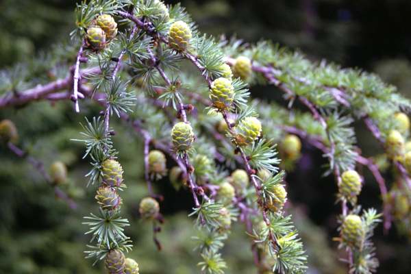 球果をつけたカラマツ