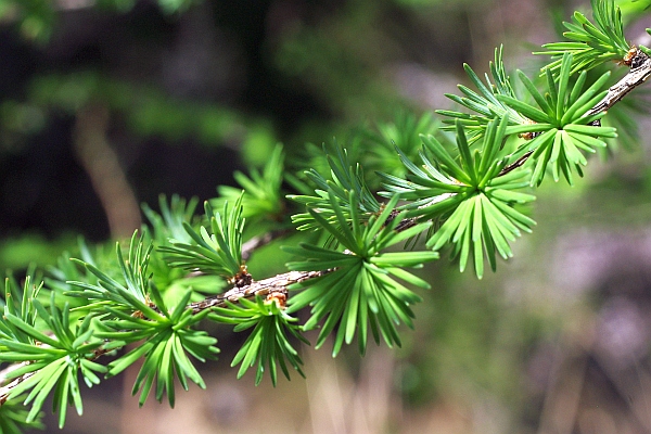 カラマツの葉