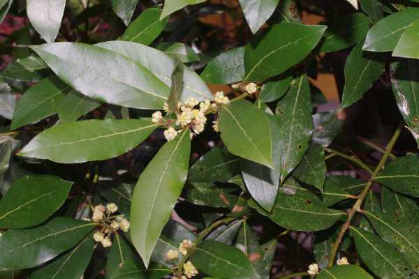 ゲッケイジュの花