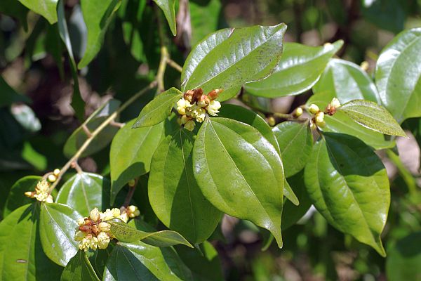 テンダイウヤク